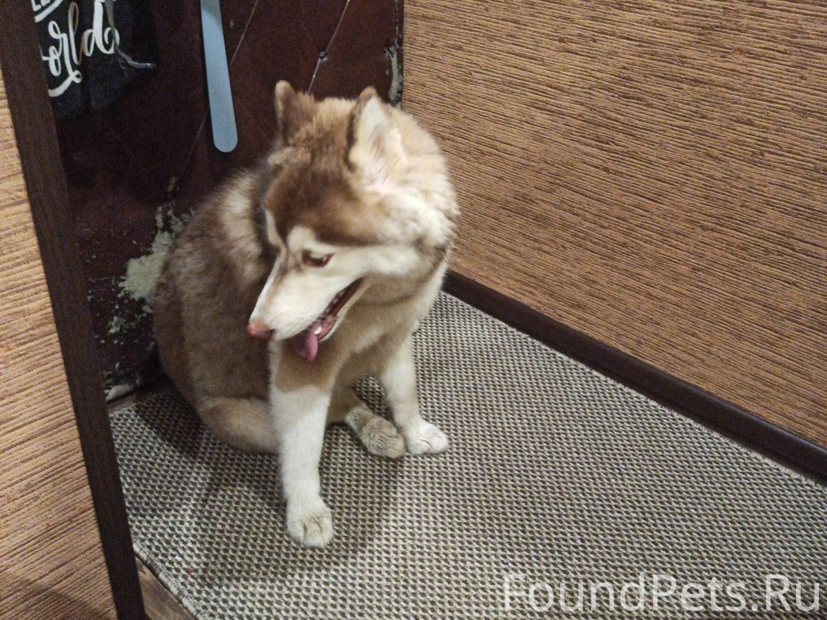 Akita Dog School Набережные Челны