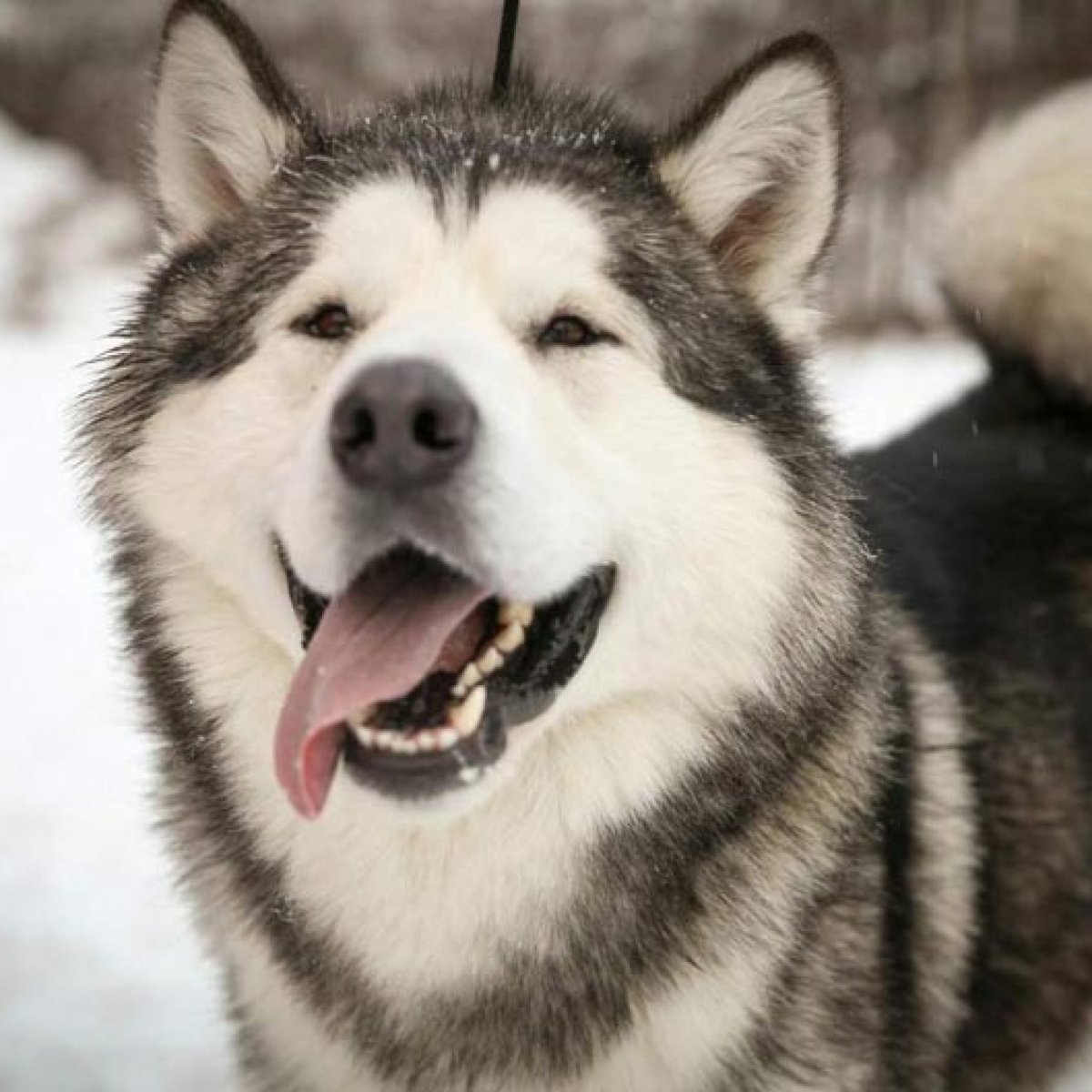 Маламуты щенки гиф