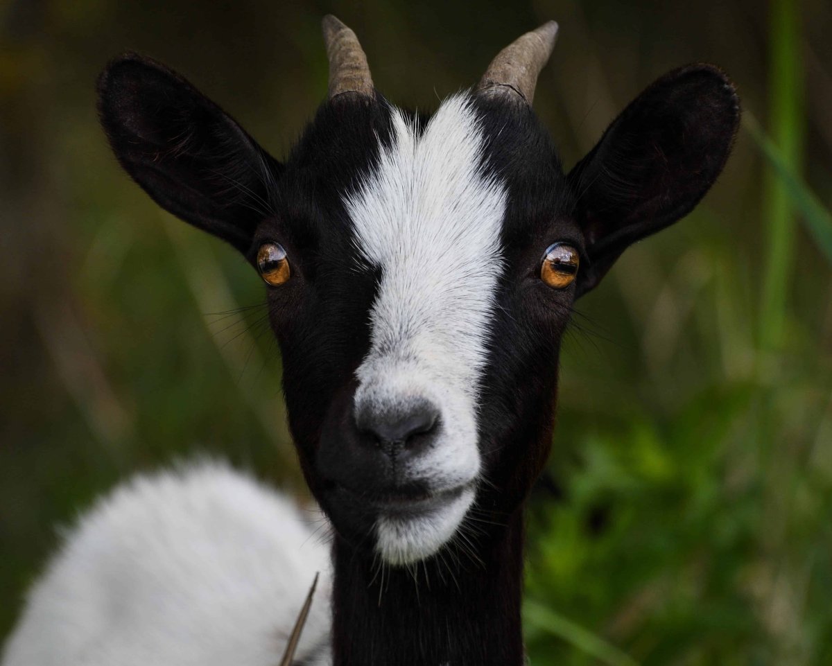 Красивая коза