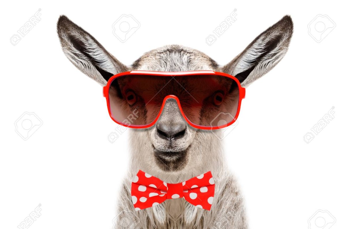 Крутой козел в очках