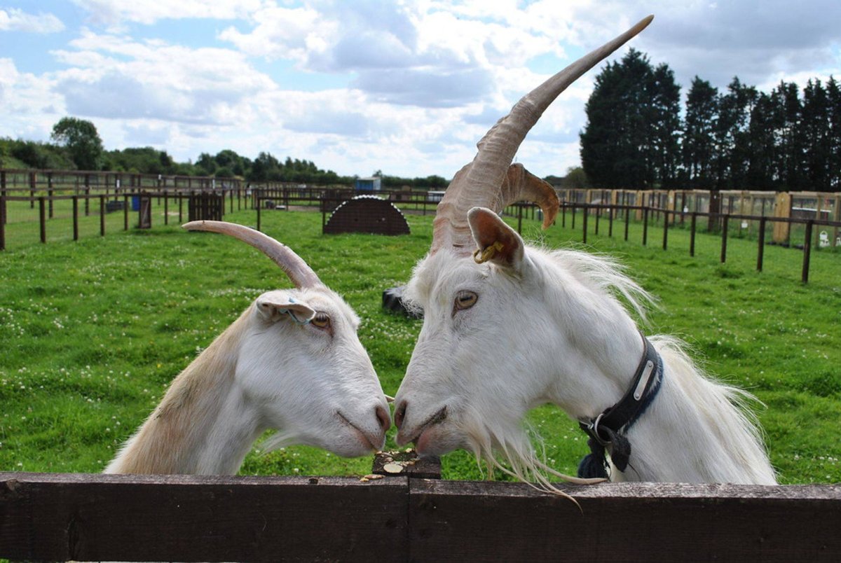 Коза и козлик