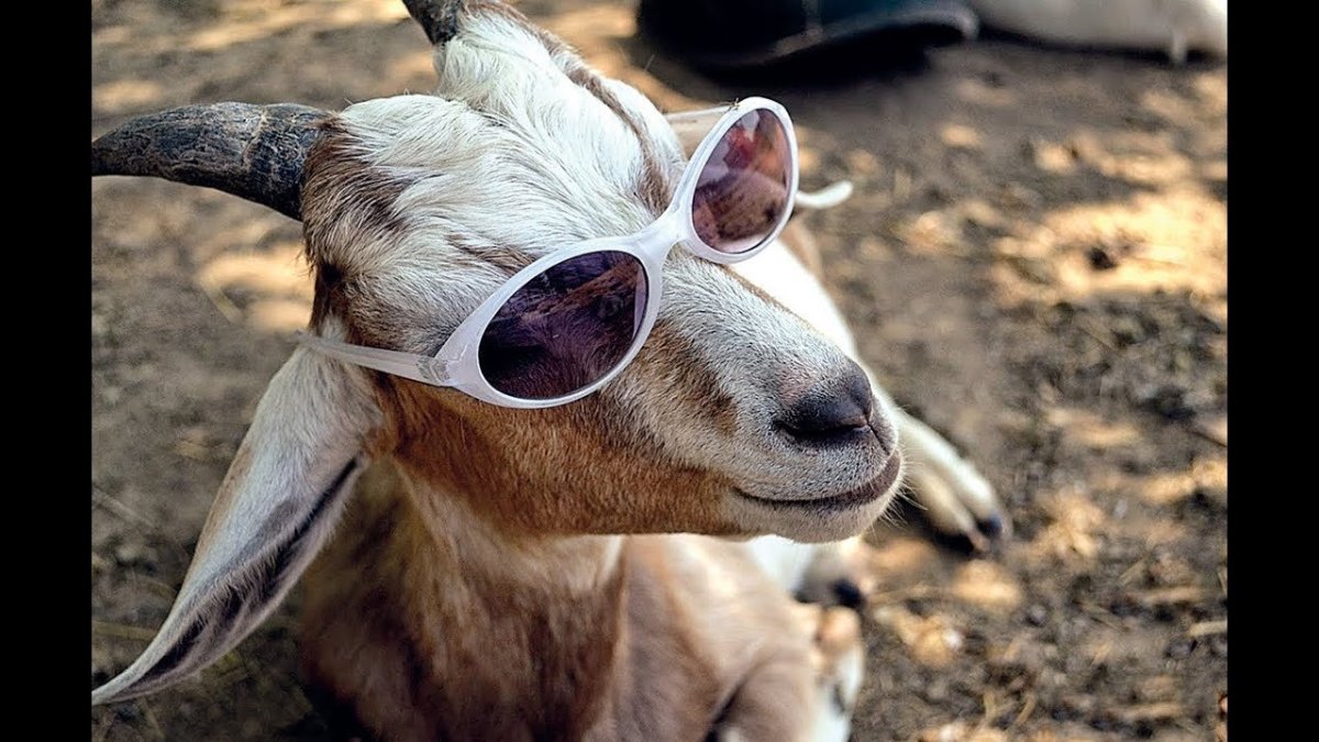 Зрачки козы