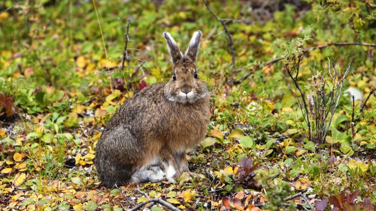 Американский заяц Беляк