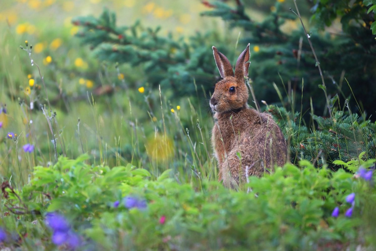 Заяц под кустом