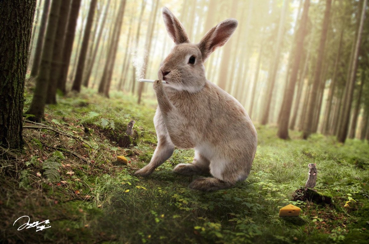 Кролики в природе
