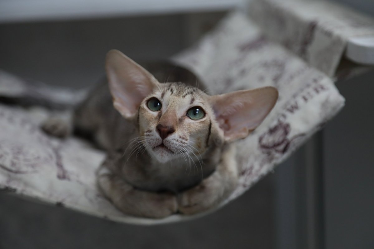 Мраморный ориентальный кот