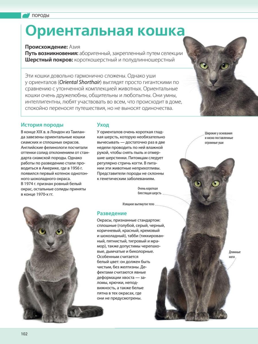 Ушастый кот порода Ориентал