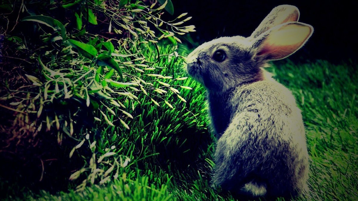 Милые кролики