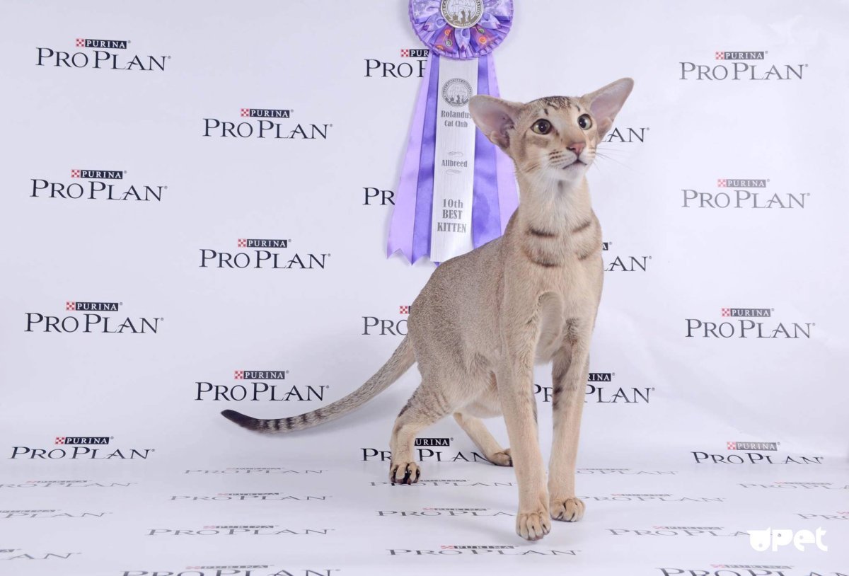 Кот грузин Ориентальная кошка