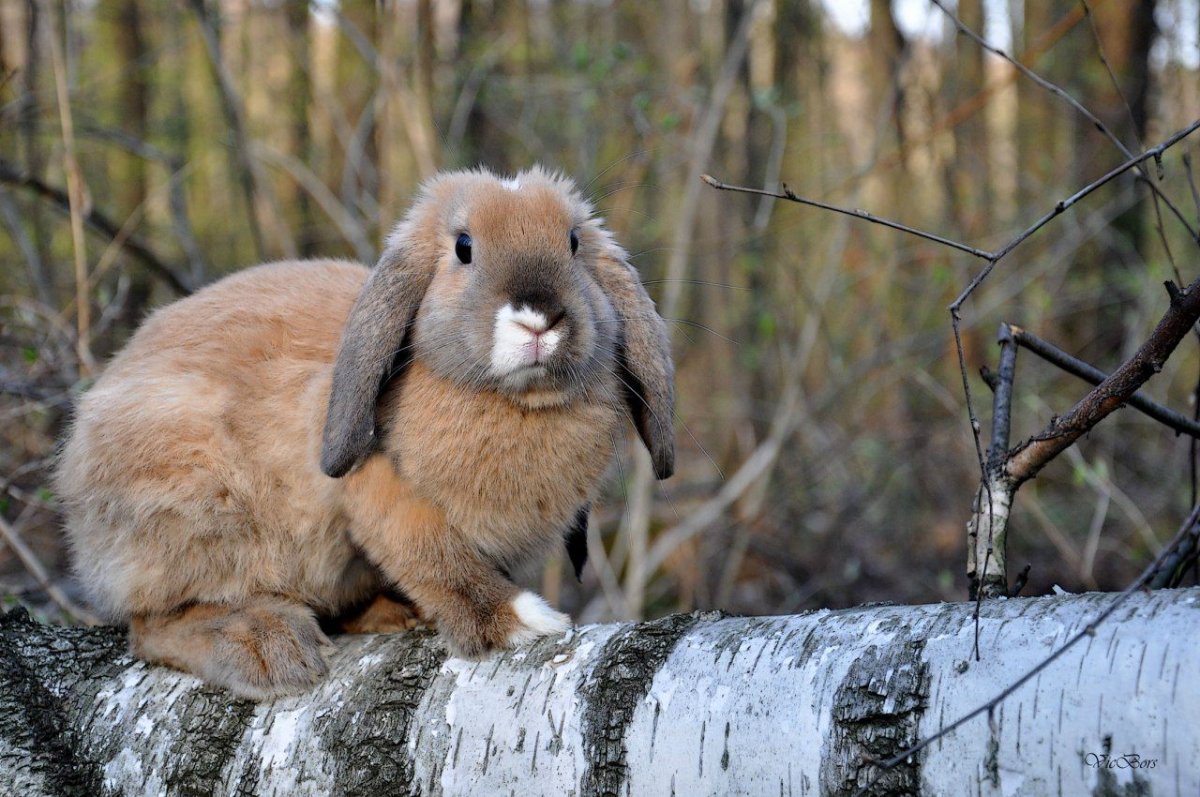 Заяц в дереве