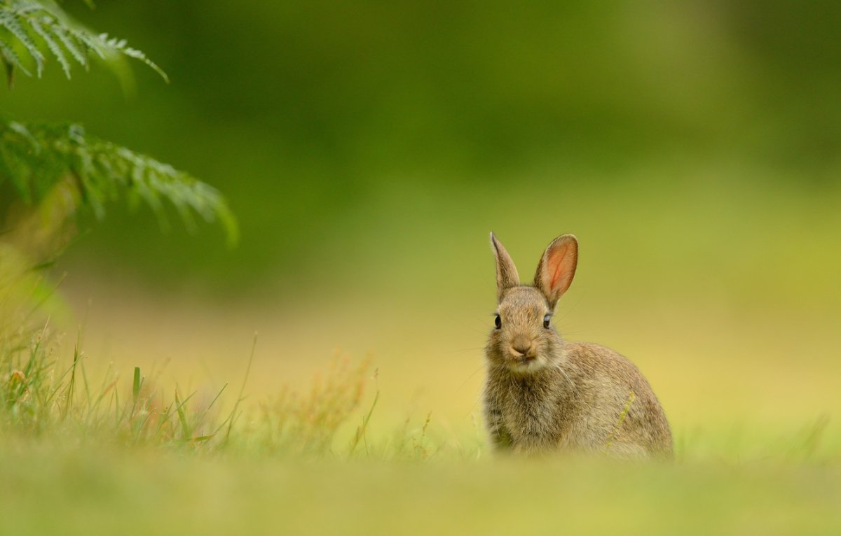 Кролики на Поляне