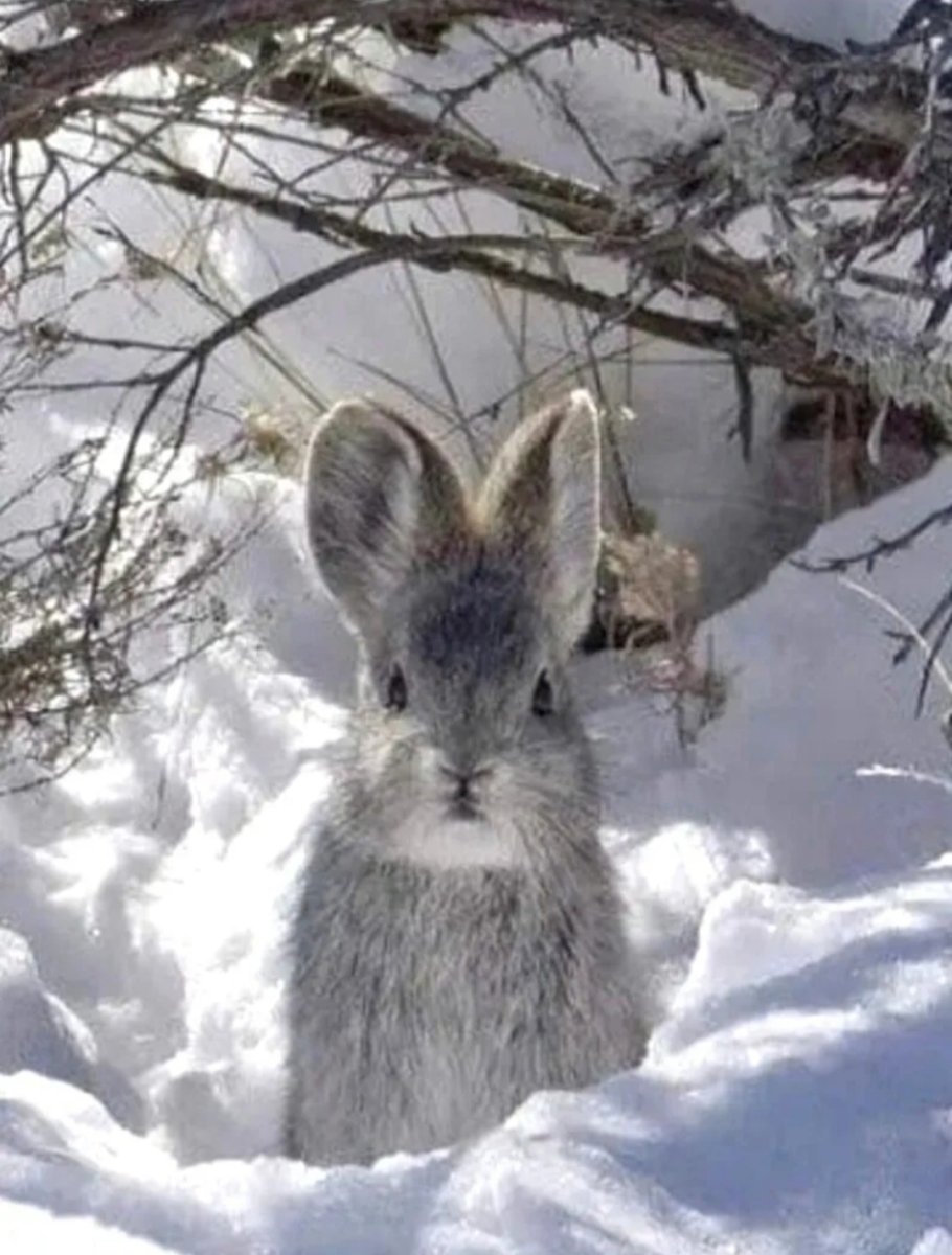 Зайчик в лесу зимой