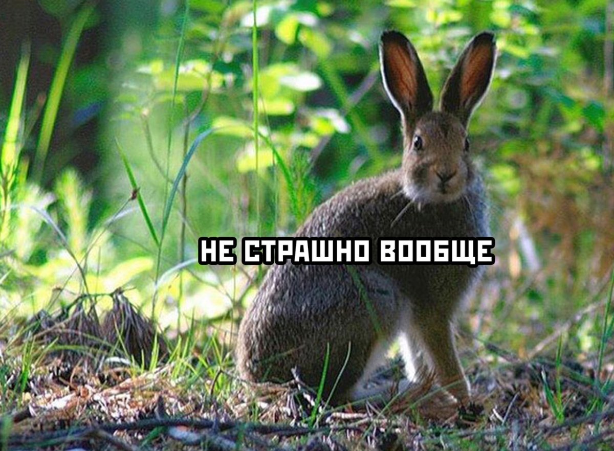 Заяц в лесу