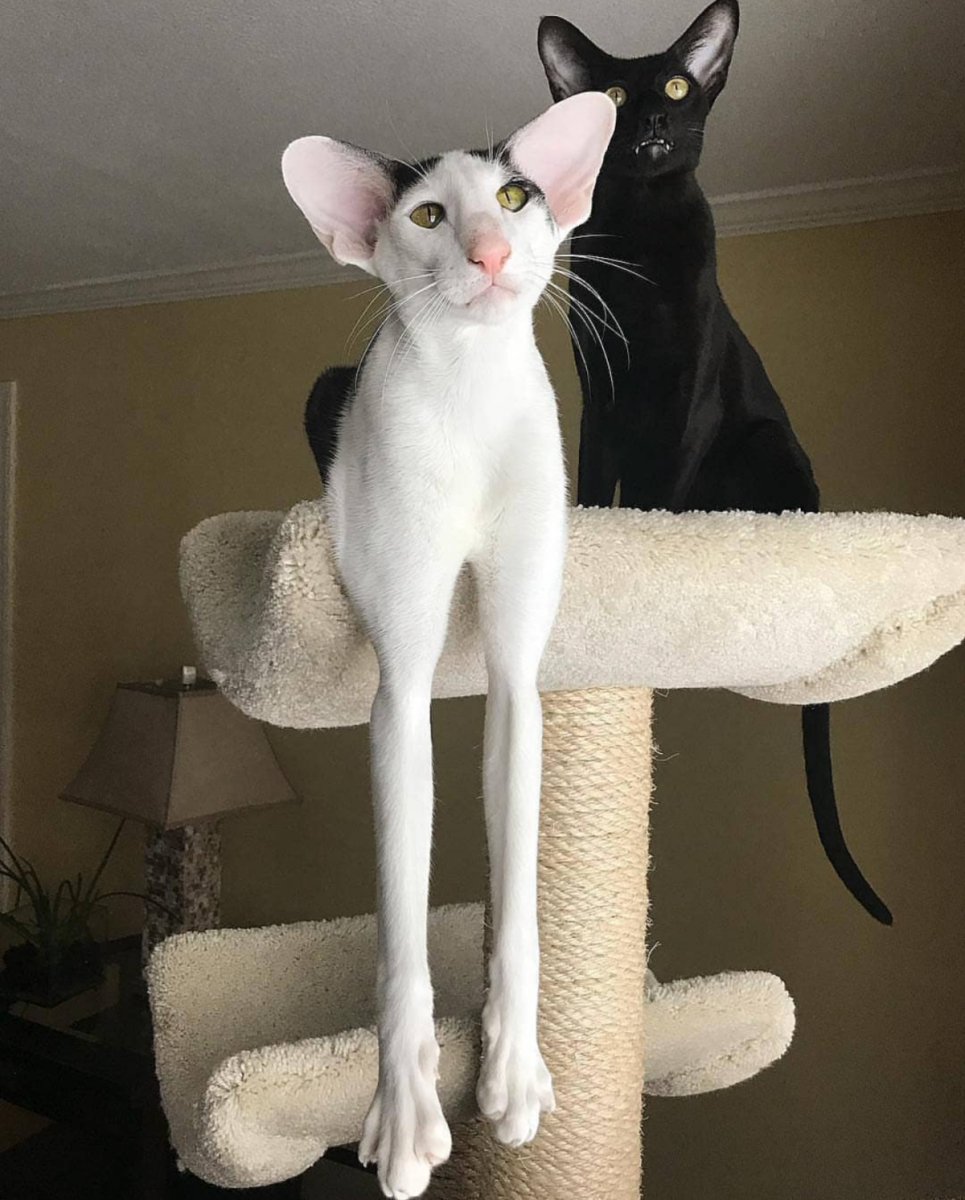 Кот грузин Ориентальная кошка