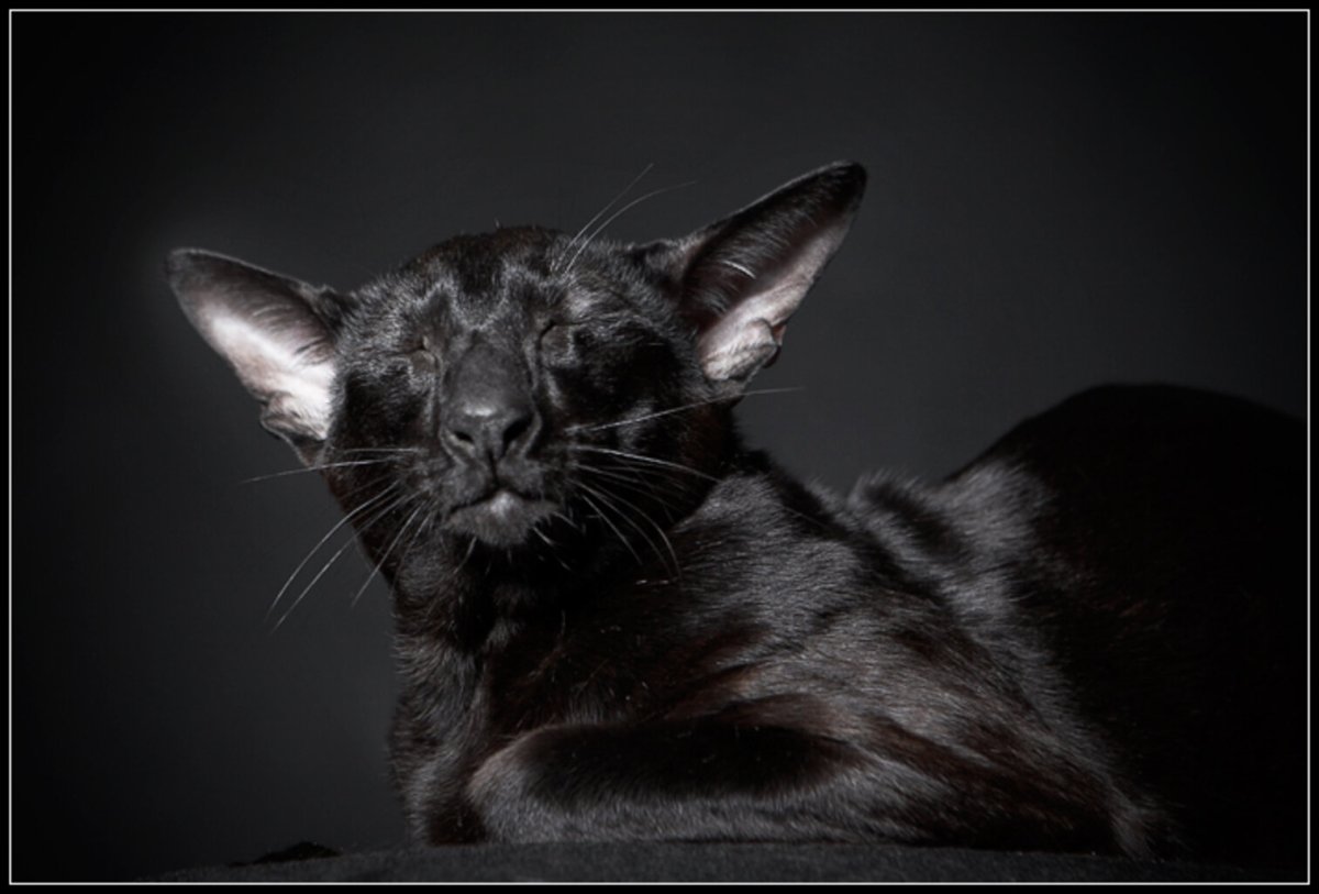 Продам кота надоел