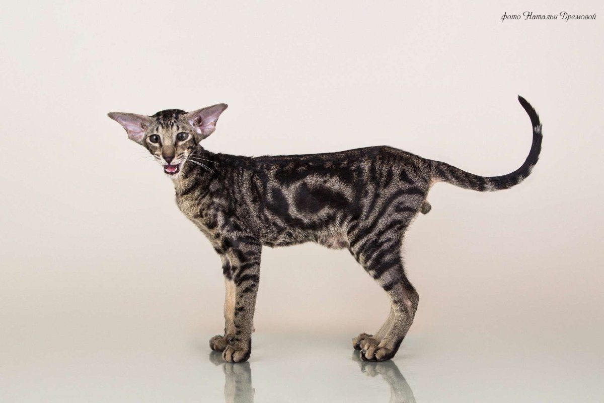 Коты ориенталы грузины