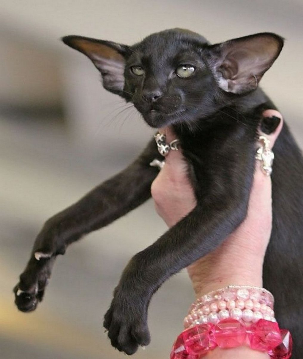 Ориентальный кот грузин черный