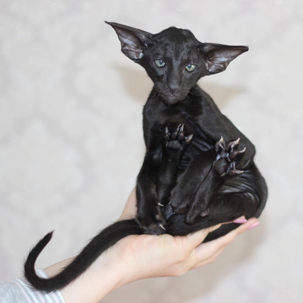 Ориентальная экстремальная кошка