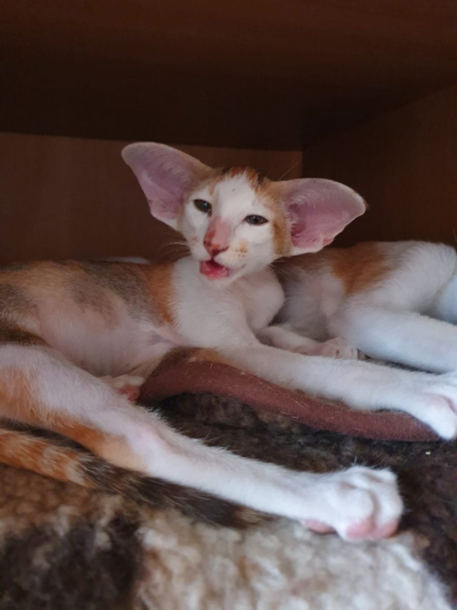 Ориентальная кошка пантера