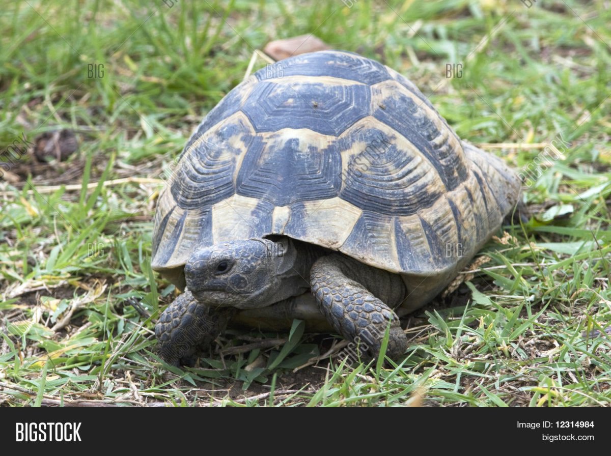 Средиземноморская черепаха Крым