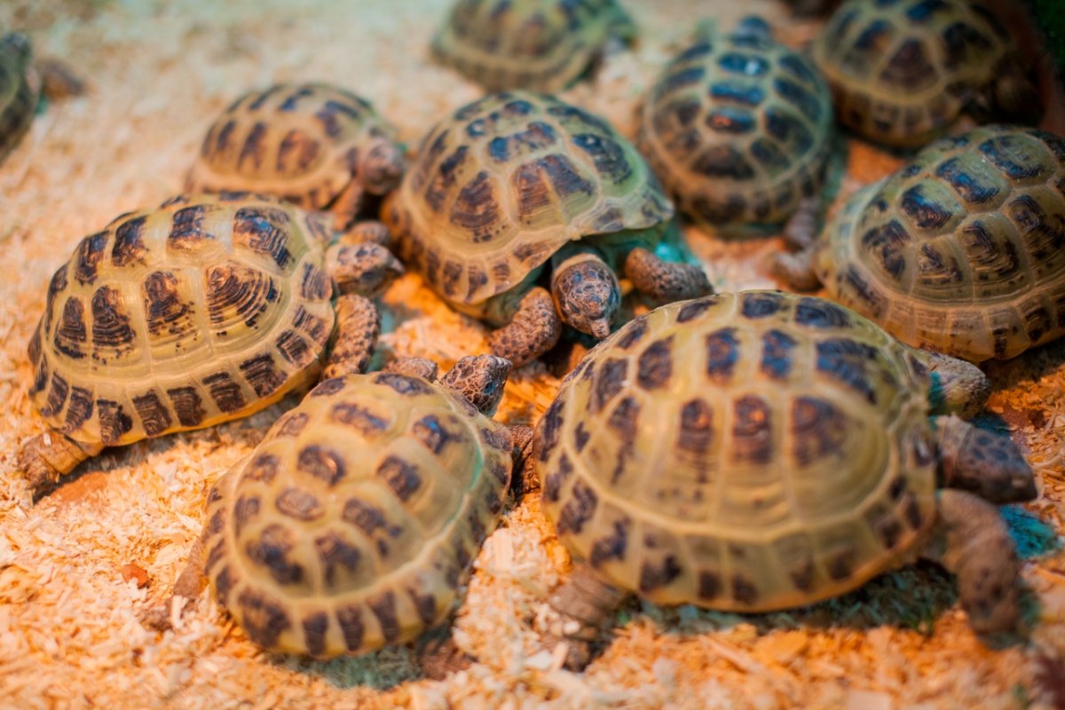 Сухопутные черепахи на Корфу