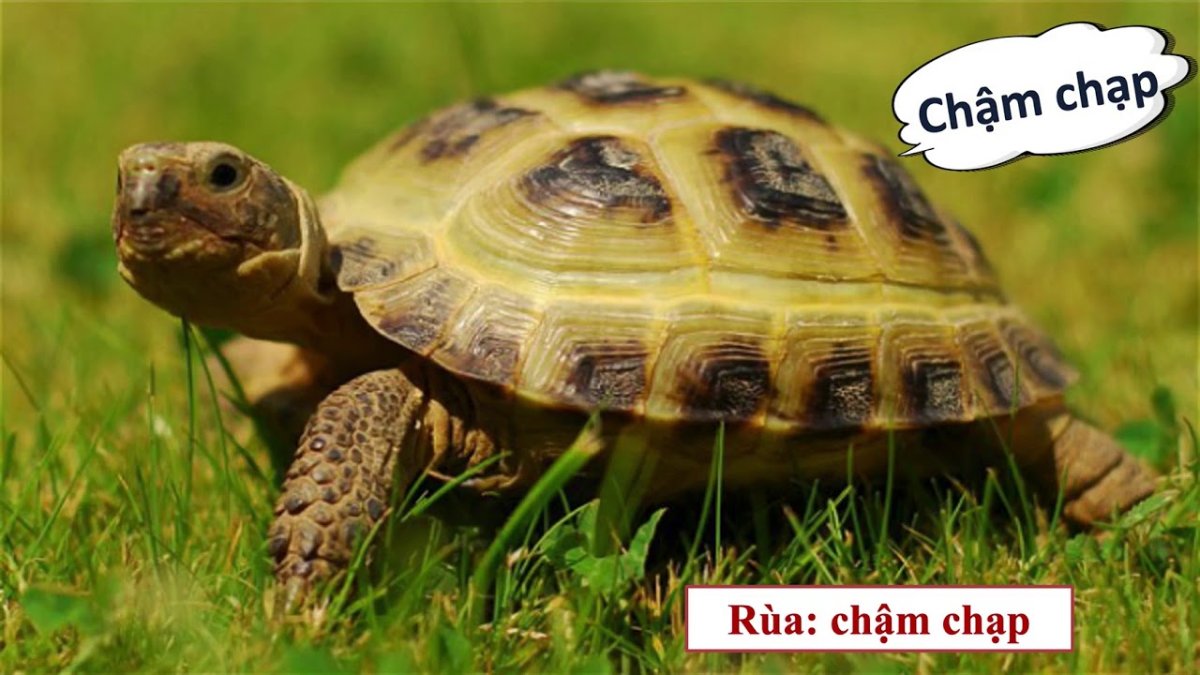 Окаймлённая сухопутная черепаха