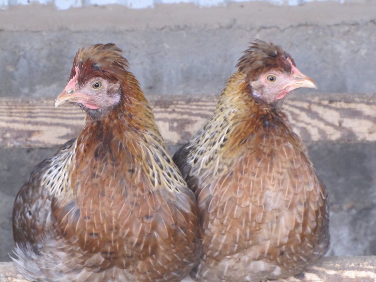 Куры чешские Доминанты хохлатые