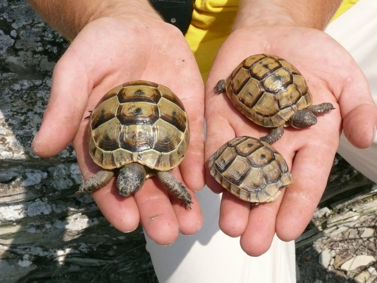Средиземноморская черепаха