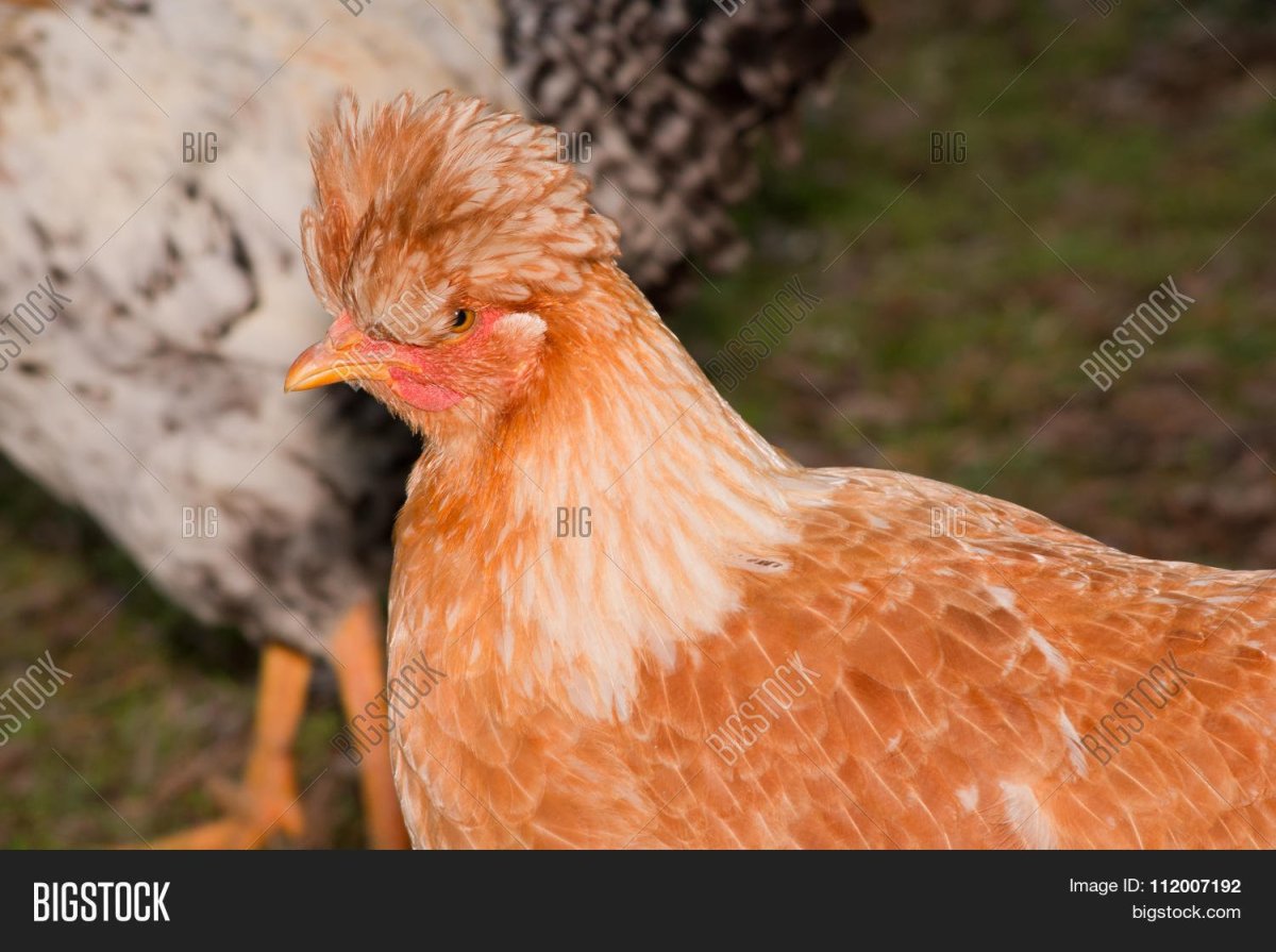 Рыжая курица с хохолком