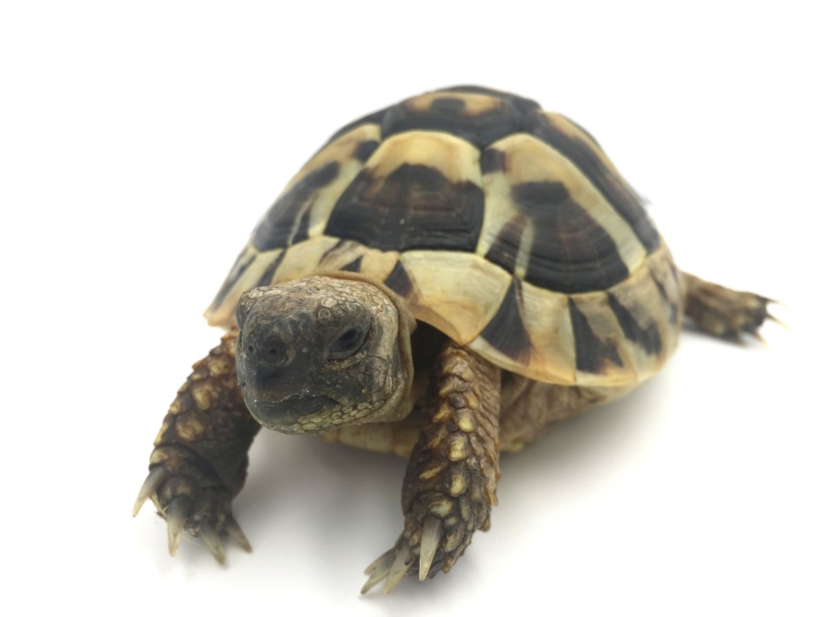 Testudo Hermanni