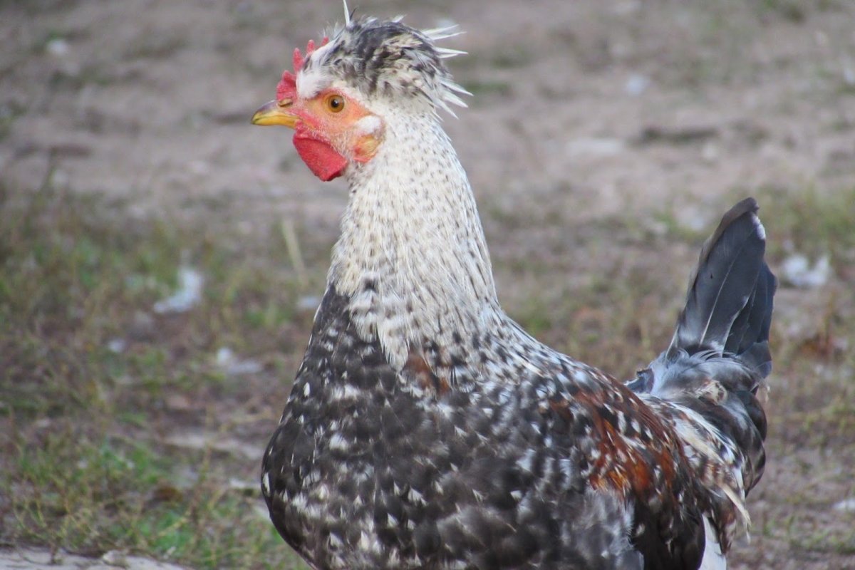 Русская хохлатая