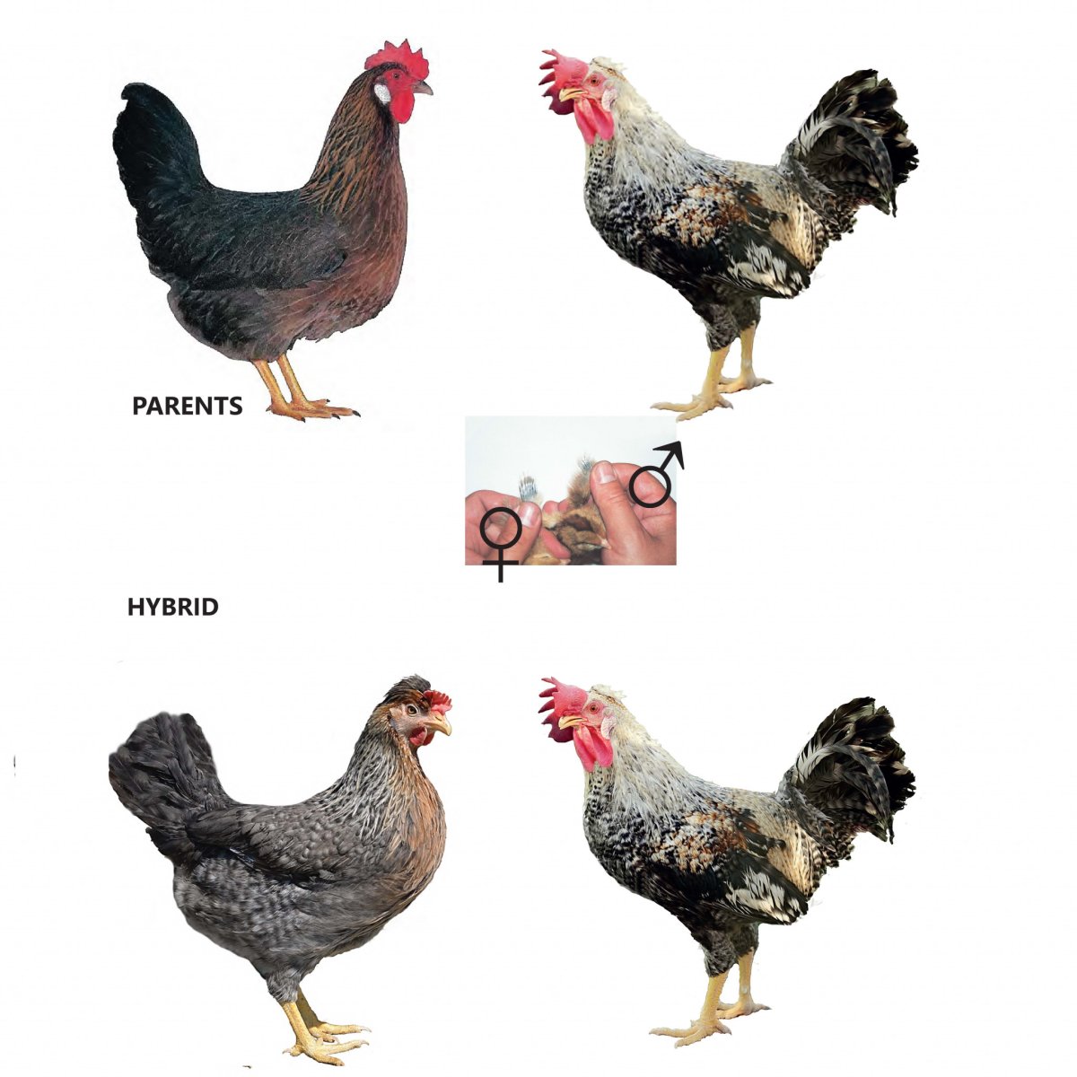 Куры Доминант ГС 300