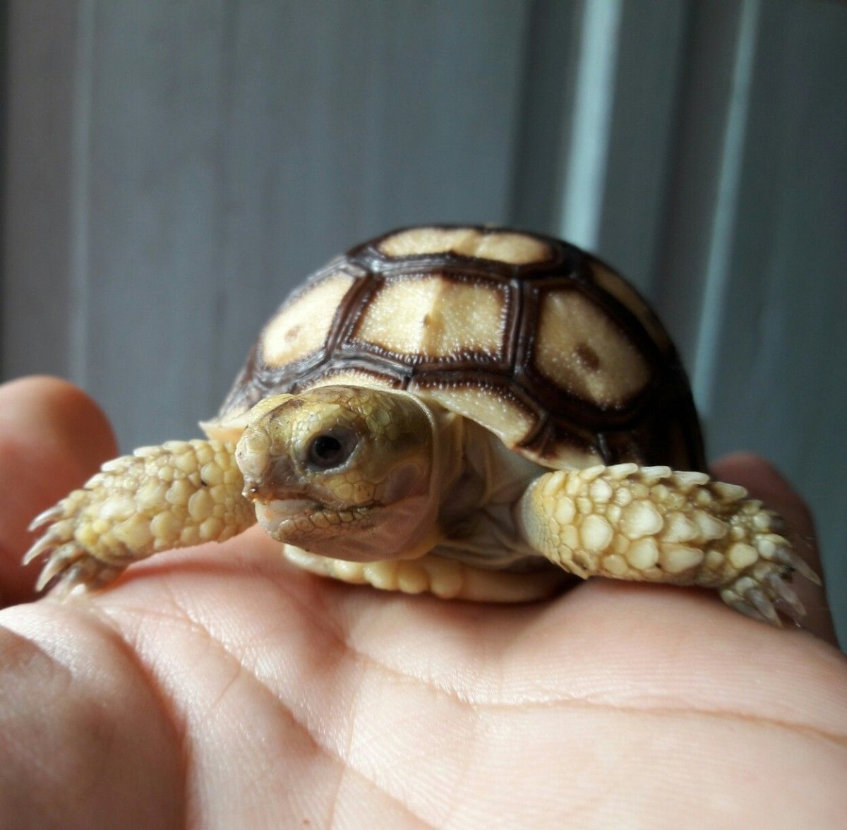 Детеныш среднеазиатской черепахи