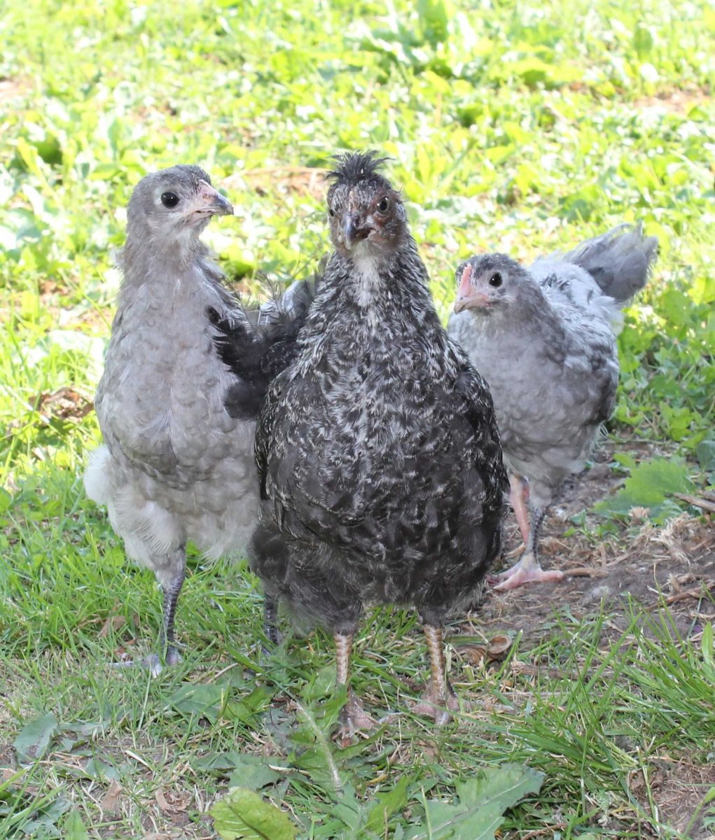 Андалузская голубая порода кур