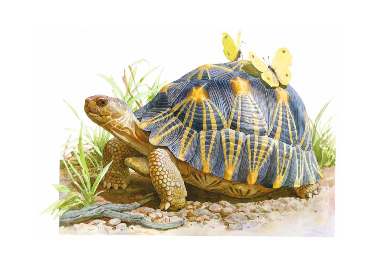 Энциклопедия черепахи