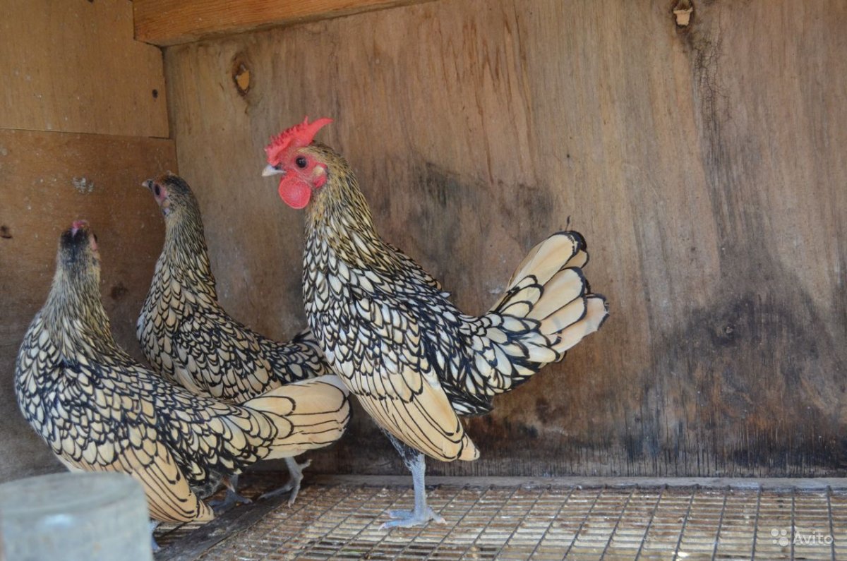 Карликовые куры Сибрайт