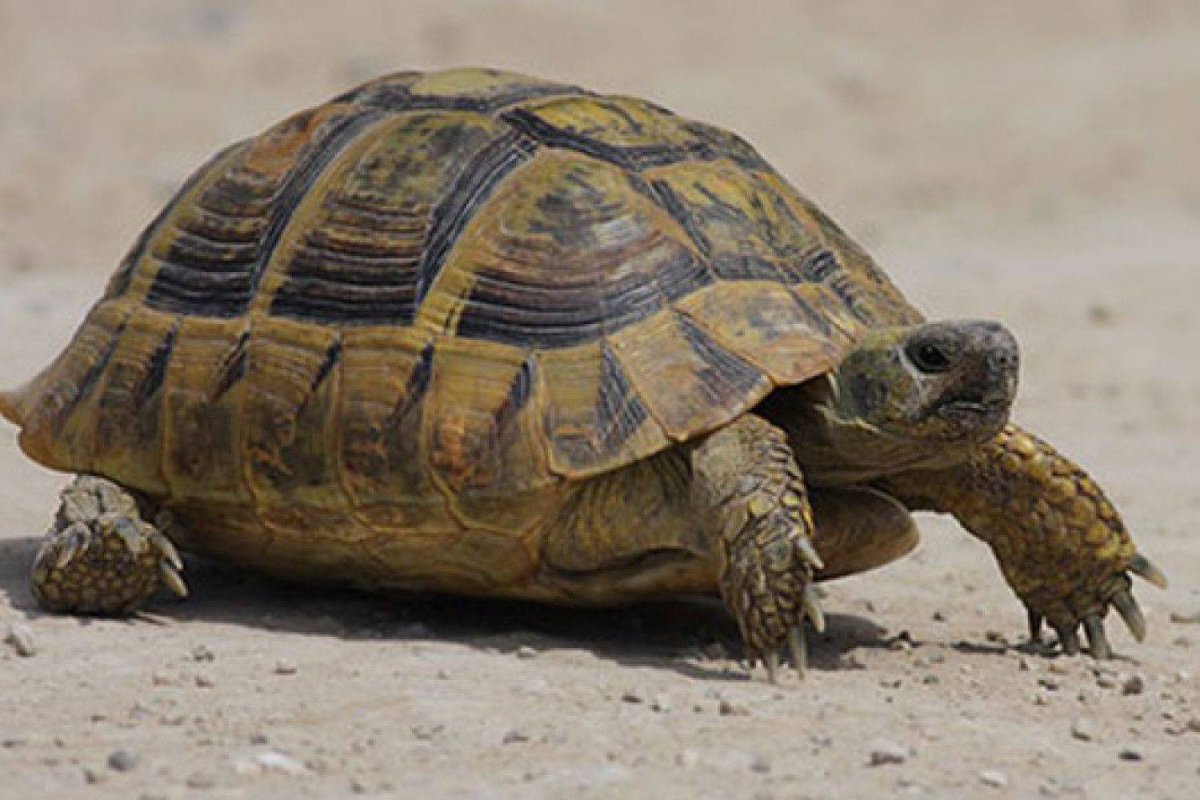 Черепаха Никольского Средиземноморская черепаха