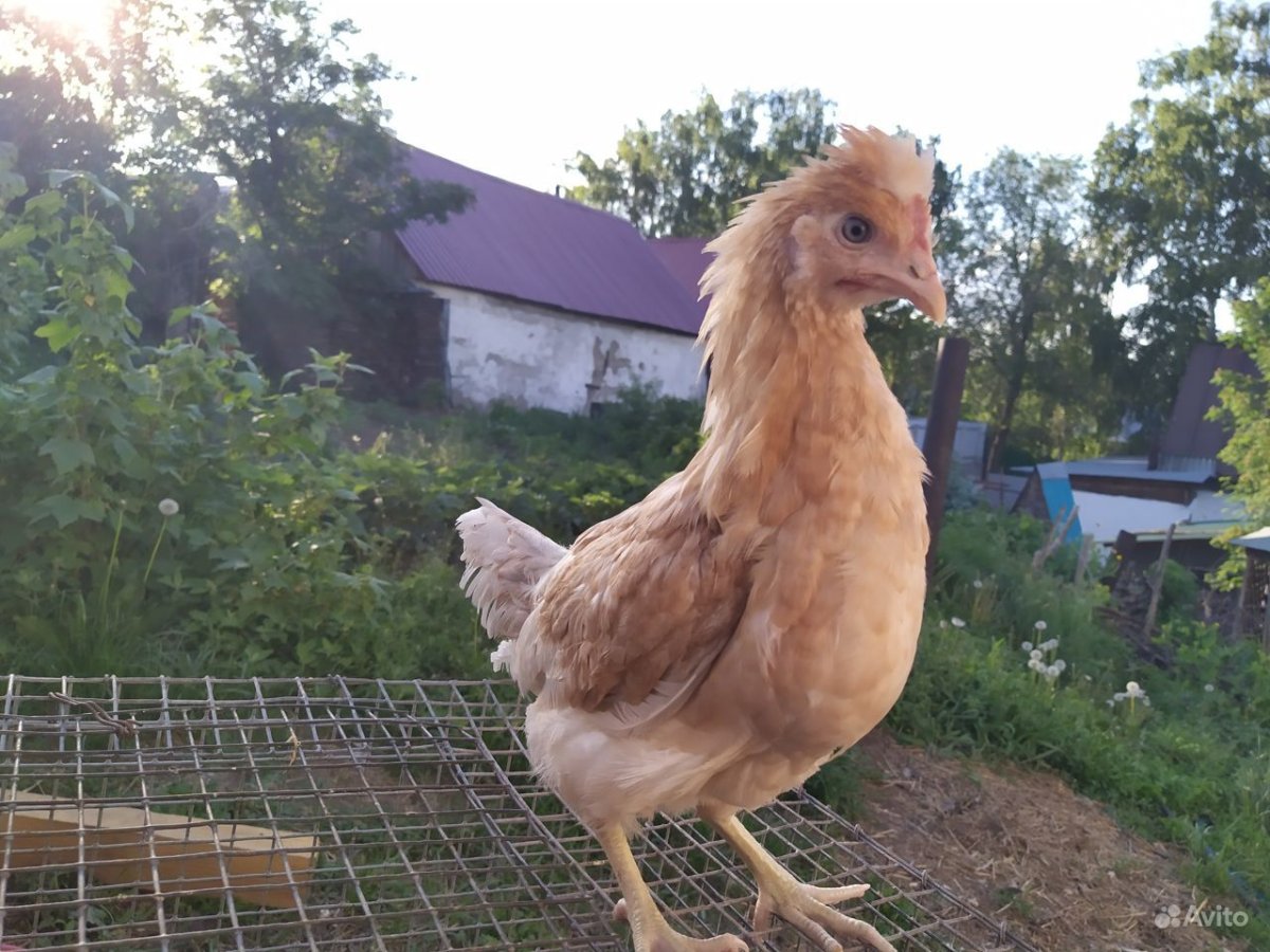 Несушки Доминант GS 902