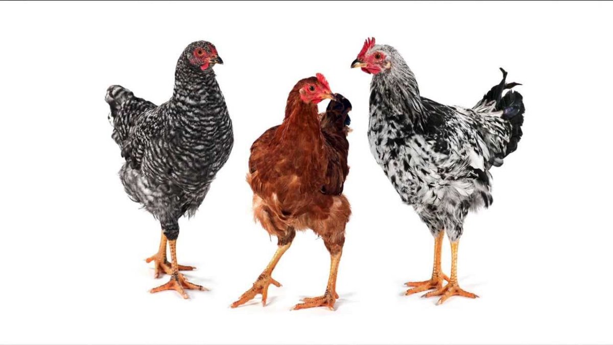 Чешский Доминант на белом фоне