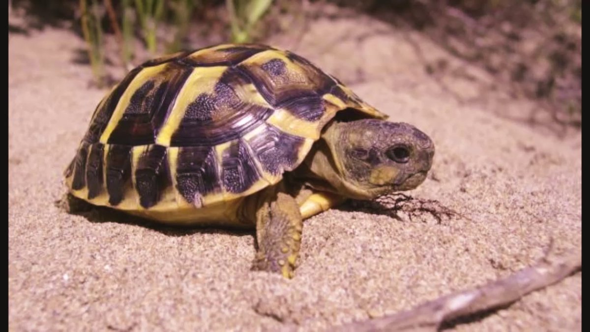 Черепаха Никольского Средиземноморская черепаха