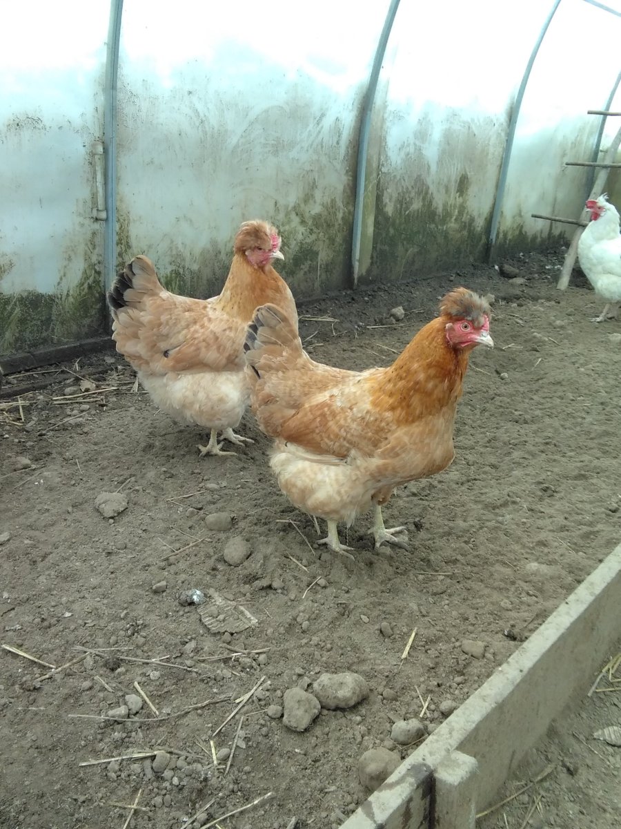 Куры несушки Доминанты хохлатые