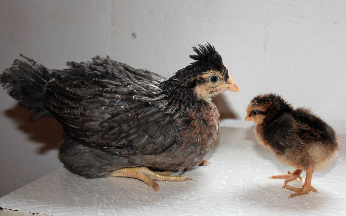 Несушка Доминант хохлатая