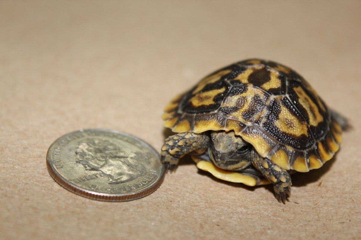 Молодая черепаха