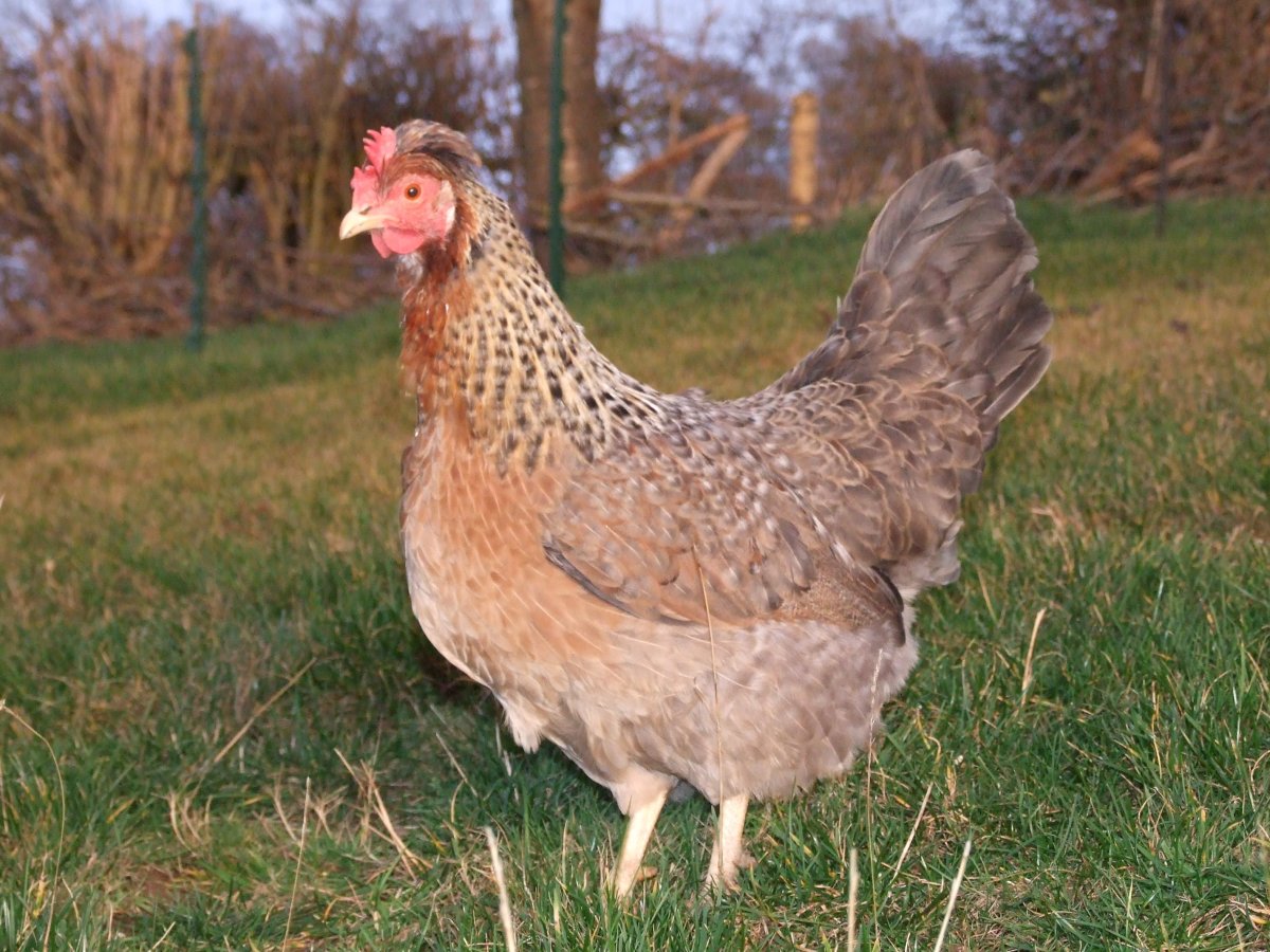 Куры Легбар