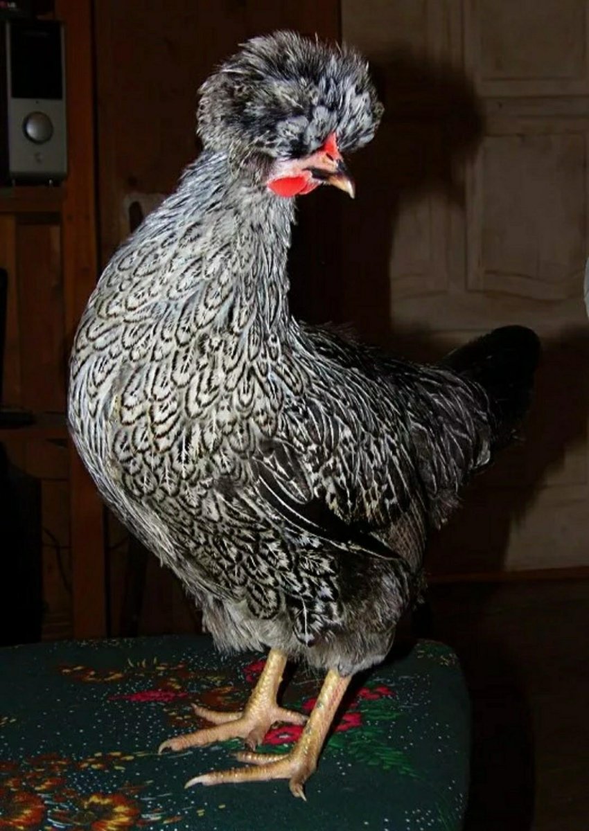 Хохлатый Доминант петух