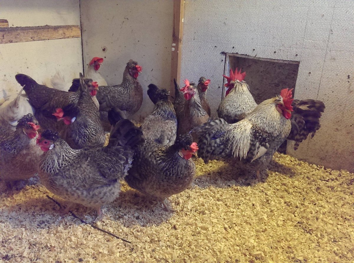 Легбар кремовый хохлатый