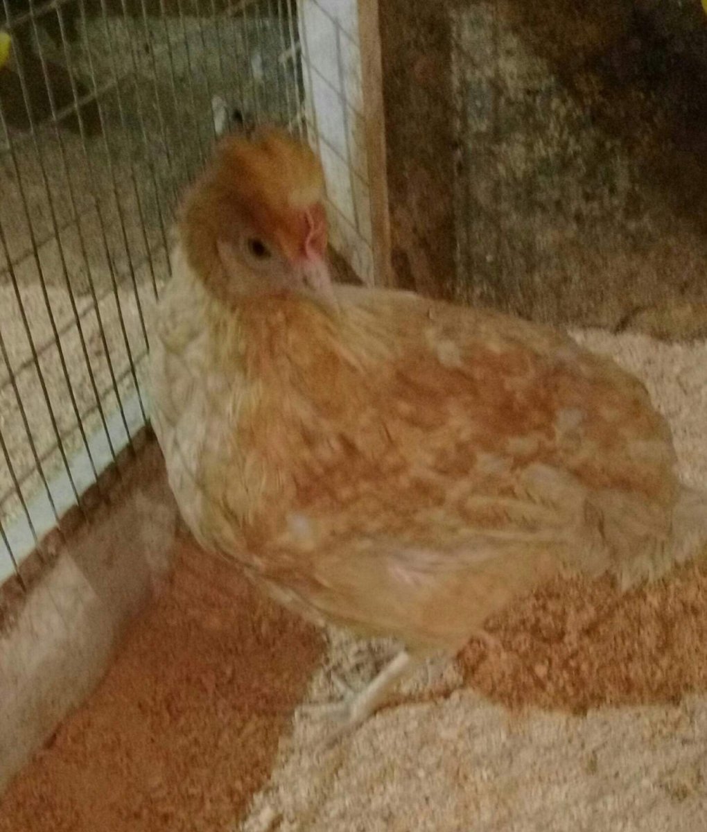 Куры несушки Доминанты хохлатые