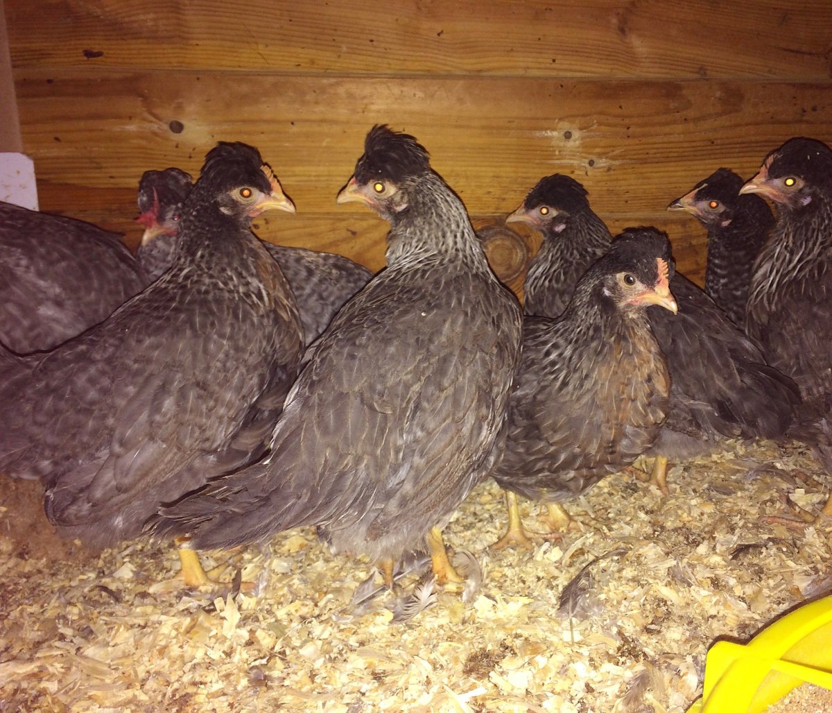 Чешский Доминант с хохолком