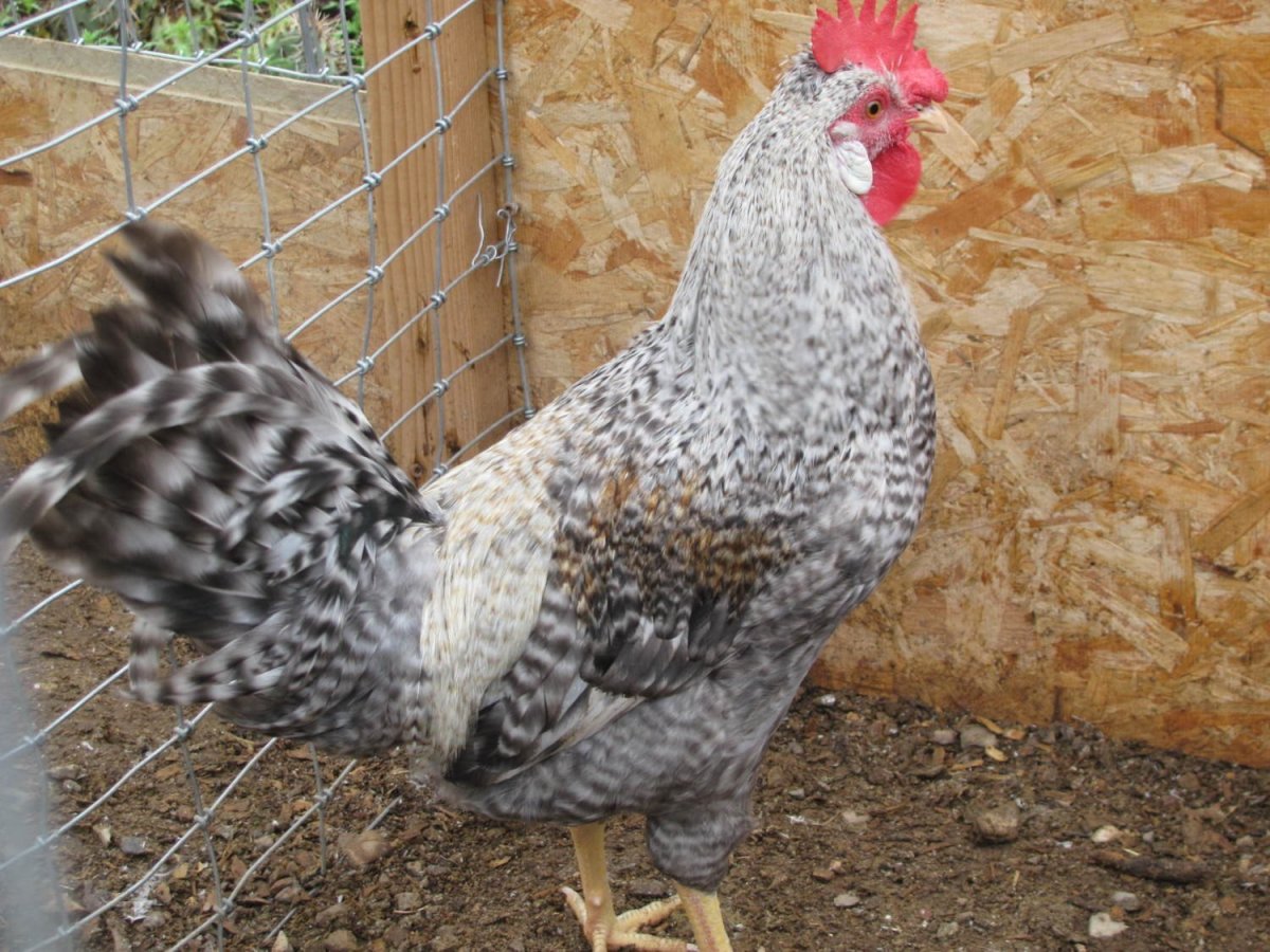 Легбар Доминант