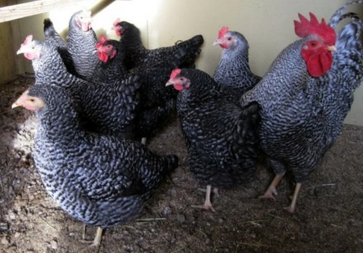 Куры несушки Амрокс